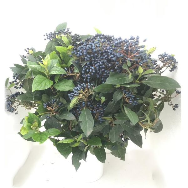 Immagine di VIBURNO BACCHE BLU