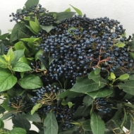 Immagine di VIBURNO BACCHE BLU