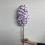 Picture of ORTENSIA STABILIZZATA PANICULATA 60/70 cm