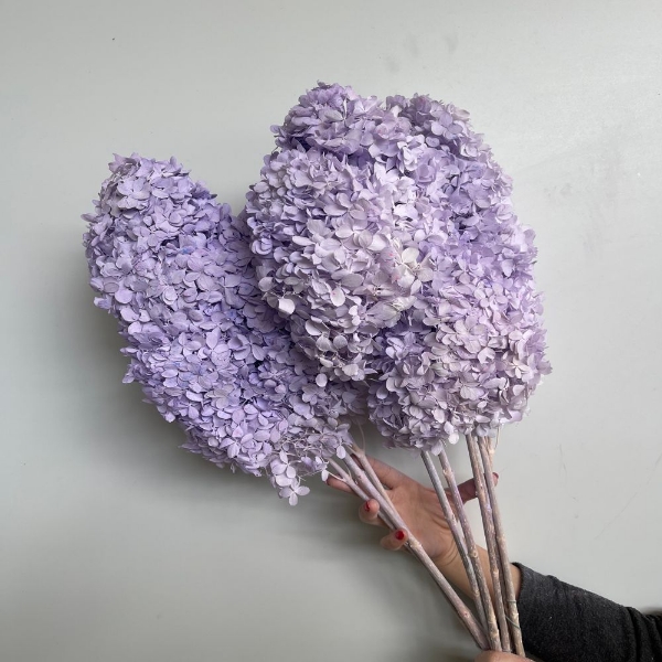 Picture of ORTENSIA STABILIZZATA PANICULATA 60/70 cm