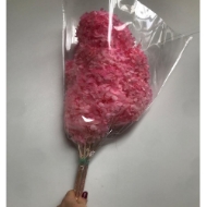 Picture of ORTENSIA STABILIZZATA PANICULATA 60/70 cm