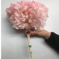 Immagine di ORTENSIA  STABILIZZATA MACROPHILA 45/50 cm