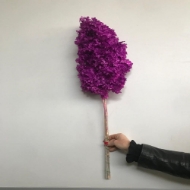 Picture of ORTENSIA STABILIZZATA PANICULATA 60/70 cm