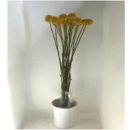 Immagine di CRASPEDIA 