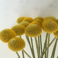 Immagine di CRASPEDIA 