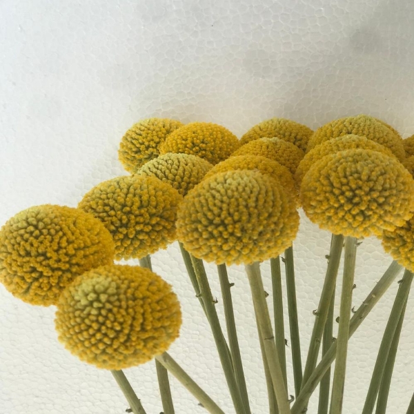 Immagine di CRASPEDIA 