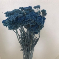 Immagine di ACHILLEA SBIANCATA  E COLORATA