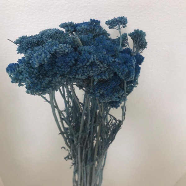 Immagine di ACHILLEA SBIANCATA  E COLORATA