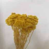 Immagine di ACHILLEA SBIANCATA  E COLORATA