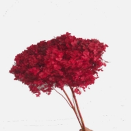 Picture of ORTENSIA  STABILIZZATA ANNABELLE 60/70 cm