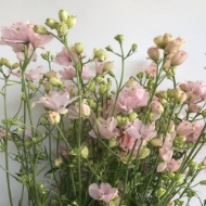 Picture of DELPHINIUM 