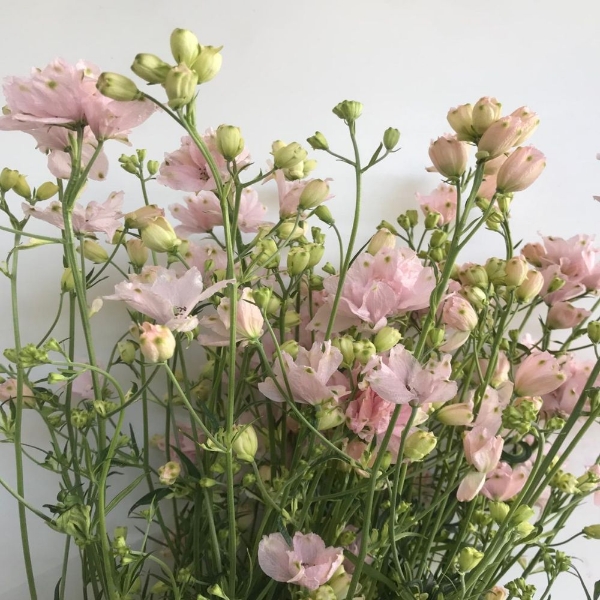 Picture of DELPHINIUM 