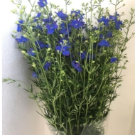 Picture of DELPHINIUM 
