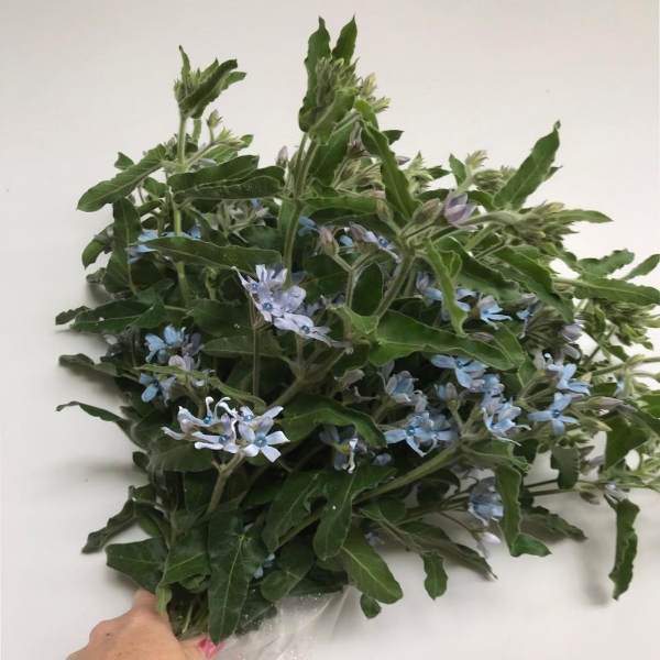 Immagine di OXYPETALUM