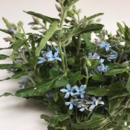 Immagine di OXYPETALUM