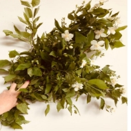 Image de PHILADELPHUS 