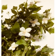 Image de PHILADELPHUS 