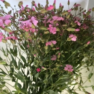 Immagine di SAPONARIA 