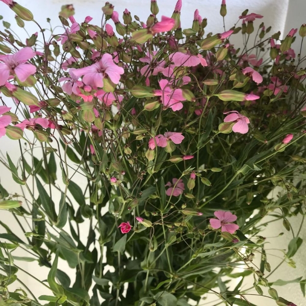 Immagine di SAPONARIA 