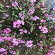 Immagine di SAPONARIA 