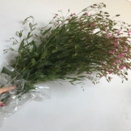 Immagine di SAPONARIA 