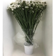 Immagine di STATICE limonium sinuatum