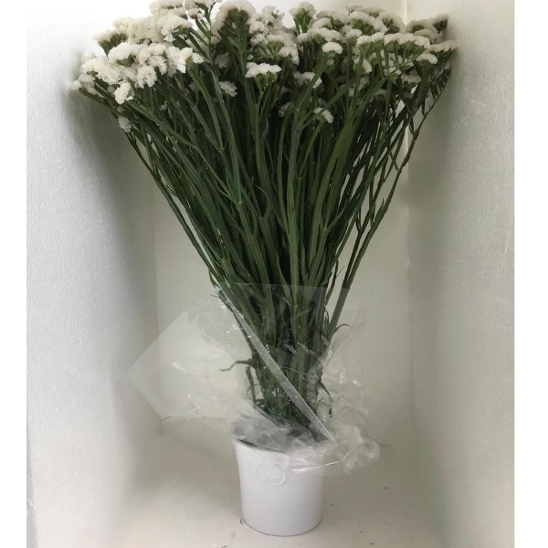 Immagine di STATICE limonium sinuatum