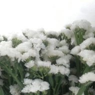 Immagine di STATICE limonium sinuatum