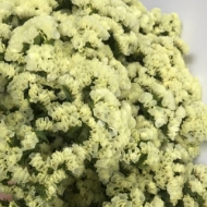 Immagine di STATICE limonium sinuatum