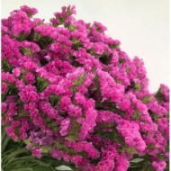 Immagine di STATICE limonium sinuatum