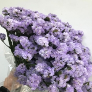 Immagine di STATICE limonium sinuatum