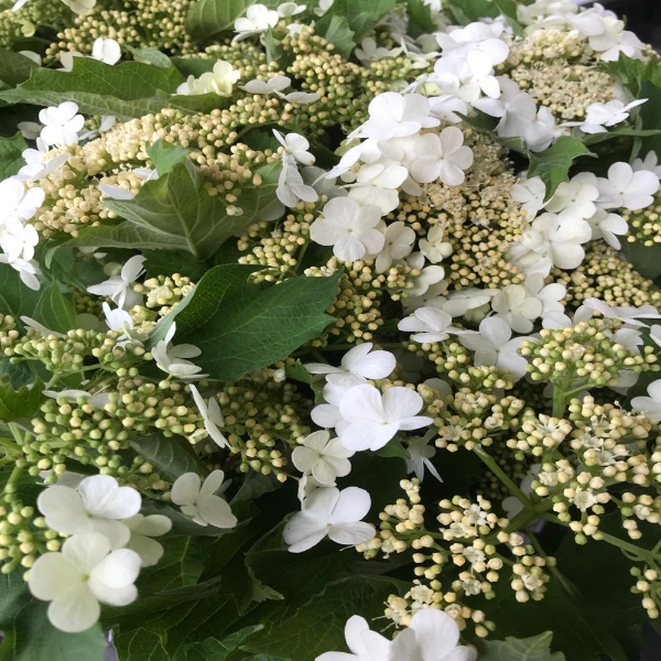 Picture of VIBURNO COMPATTO FIORITO