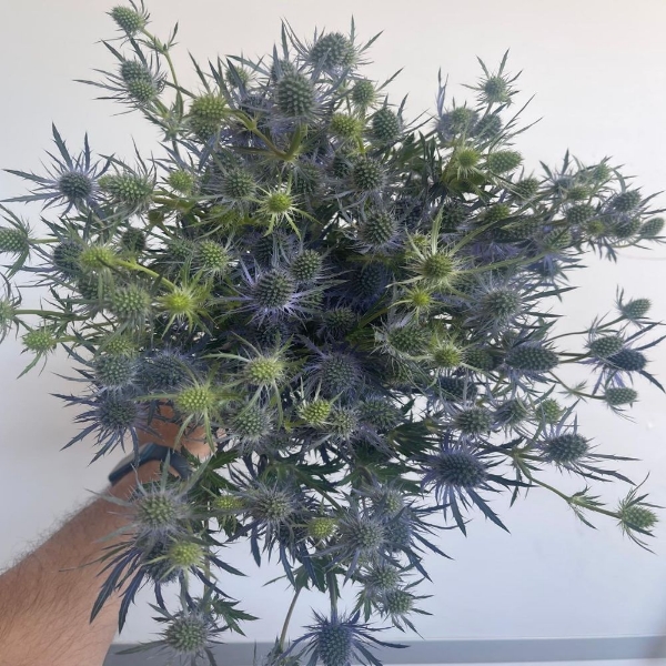 Immagine di ERYNGIUM BLU