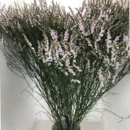 Picture of LIMONIUM JOY