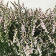 Picture of LIMONIUM JOY