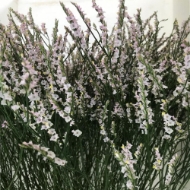Picture of LIMONIUM JOY
