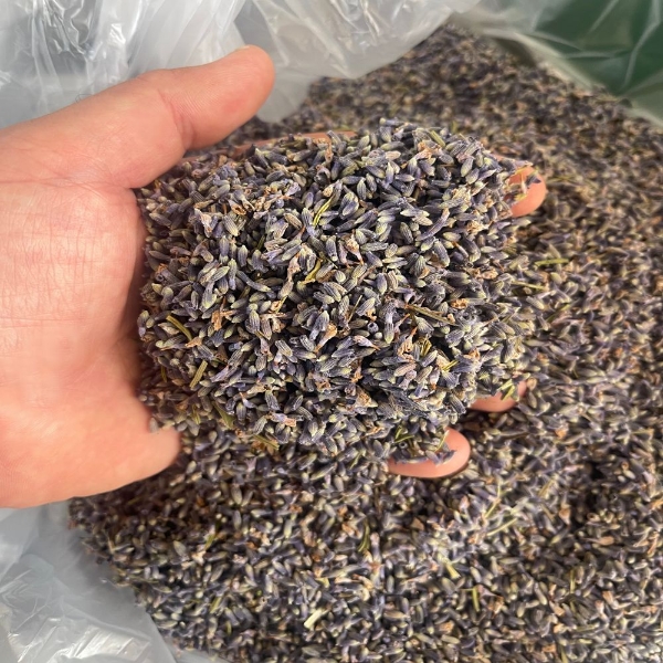 Immagine di FIORI DI LAVANDA