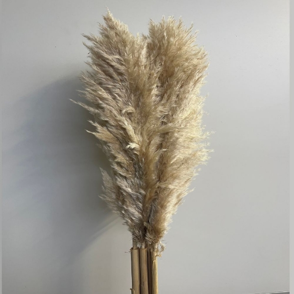 Image de PAMPAS PREMIUM naturale 150 cm