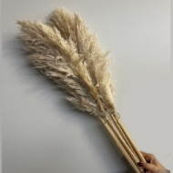 Image de PAMPAS PREMIUM naturale 150 cm