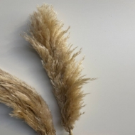 Image de PAMPAS PREMIUM naturale 150 cm