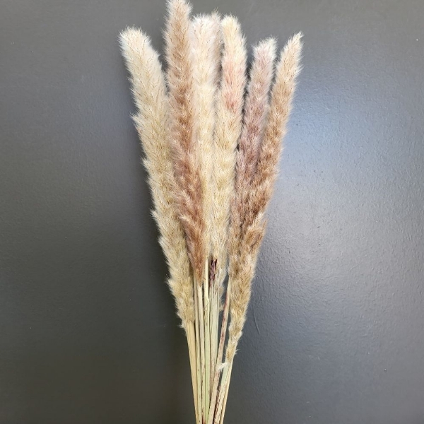 Image de FLUFFY REED NATURALE