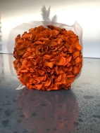 Image de ORTENSIA STABILIZZATA MACROPHILA 65/70 cm  