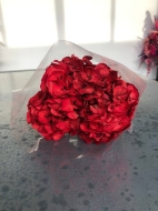 Image de ORTENSIA STABILIZZATA MACROPHILA 65/70 cm  