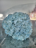 Image de ORTENSIA STABILIZZATA MACROPHILA 65/70 cm  