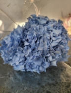 Image de ORTENSIA STABILIZZATA MACROPHILA 65/70 cm  