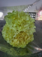 Image de ORTENSIA STABILIZZATA MACROPHILA 65/70 cm  