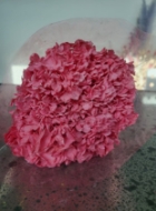 Image de ORTENSIA STABILIZZATA MACROPHILA 65/70 cm  