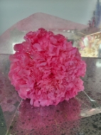 Image de ORTENSIA STABILIZZATA MACROPHILA 65/70 cm  