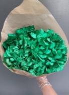 Image de ORTENSIA STABILIZZATA MACROPHILA 65/70 cm  