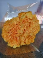 Image de ORTENSIA STABILIZZATA MACROPHILA 65/70 cm  